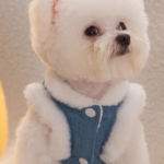 Attachable pet dog clothing for autumn and winter seasons